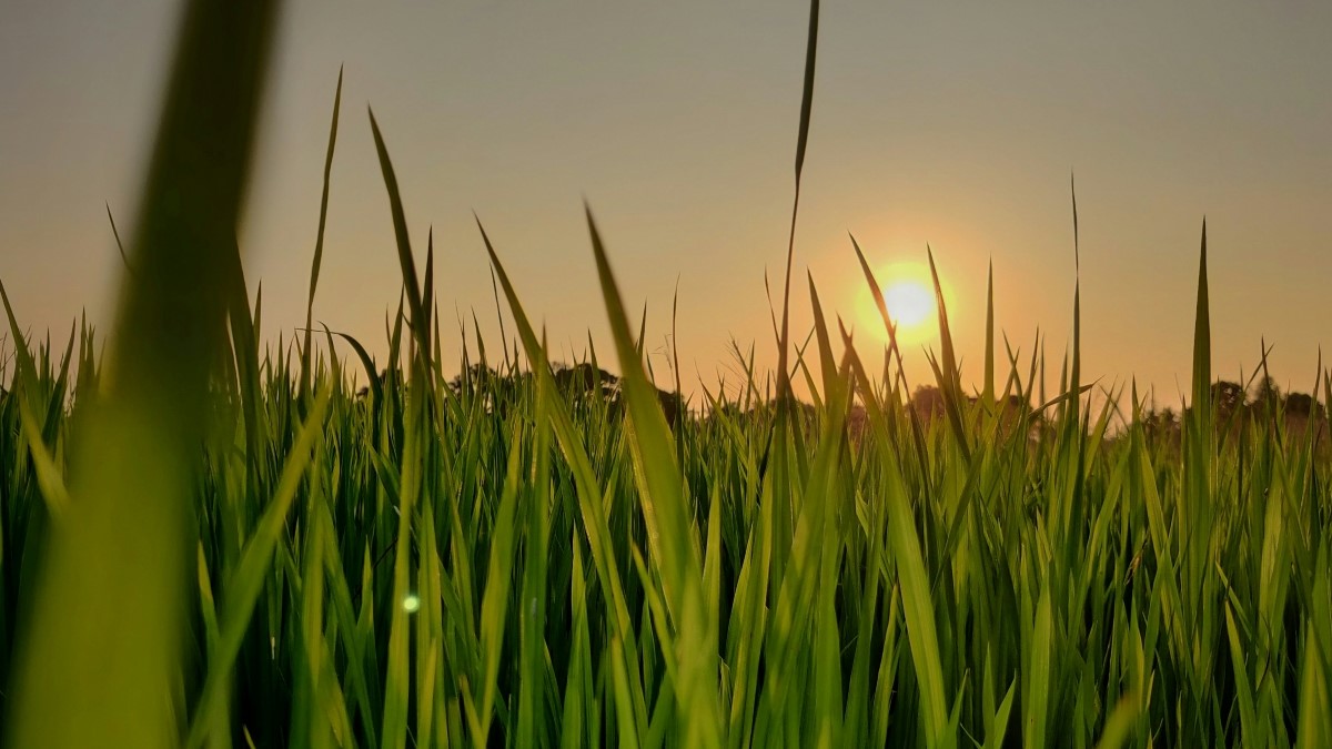 2024’ün Sonuna Yaklaşırken Emtia Piyasalarında Son Durum